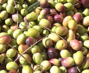 Olive Farming