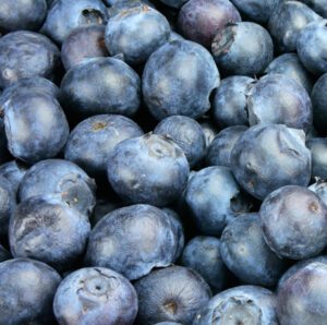 Blueberry Farming: Best Business Guide & 19 Tips