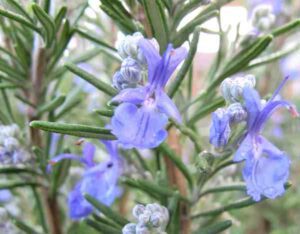 Rosemary Farming Business Guide For Beginners