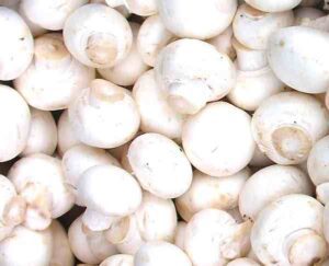 Mushroom Farming Business Guide For Beginners