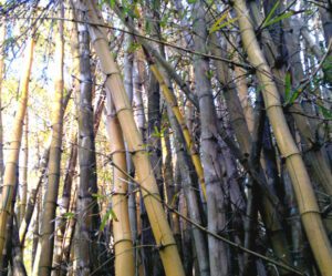Bamboo Farming: Best Business Guide & 21 Tips