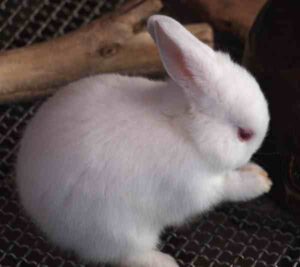 Polish Rabbit Characteristics, Origin, Uses
