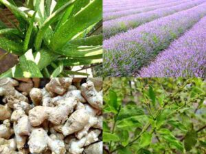 Start Herbal Farming Business For High Profits
