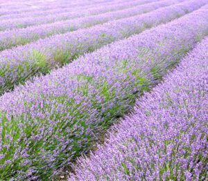 Lavender Farming Business Guide For Beginners