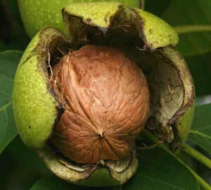 Walnut Farming: Best Business Guide & 22 Tips