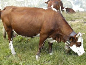 Abondance Cattle Characteristics, Origin, Breeding