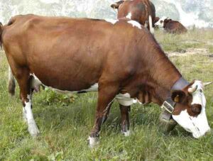 Abondance Cattle Farming: Business Starting Plan