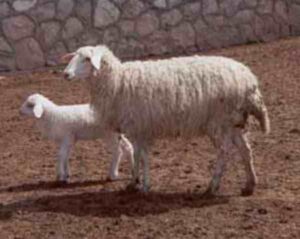 Acipayam Sheep Characteristics, Origin, Uses