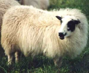 Adal Sheep Characteristics, Origin & Uses Info