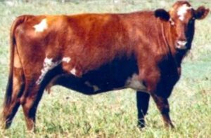 Adaptaur Cattle Characteristics, Uses & Origin