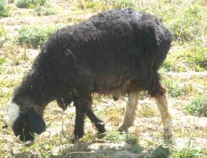 Afghan Arabi Sheep Characteristics, Uses & Origin