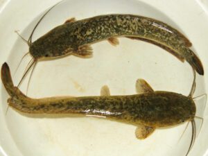 African Catfish: Characteristics, Feeding, Breeding