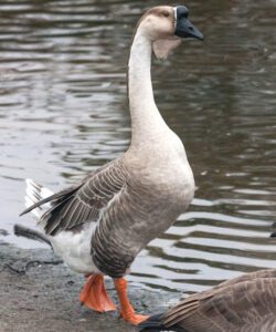 African Goose: Characteristics, Uses & Best 19 Facts