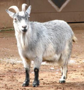 Raising Pygmy Goats: Best Steps for Beginners
