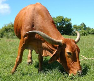 Afrikaner Cattle Characteristics, Uses & Origin