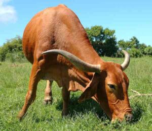 Afrikaner Cattle Farming: Business Starting Guide
