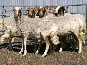 Afrikaner Sheep Characteristics, Origin, Uses