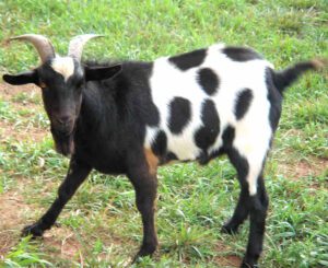 Why Friendly Goats Turn into Mean Goats