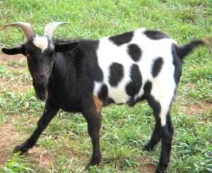 do goats whine all night, why do goats whine all night, hungry goat, lonely goat, aggressive goat