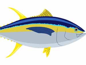 ahi fish, ahi fish characteristis, ahi fish diet, ahi fish taste, ahi fish cooking, ahi fish recipes, ahi fish nutrition, ahi fish taste