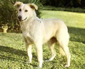 Aidi Dog: Characteristics, Origin, Temperament & Lifespan