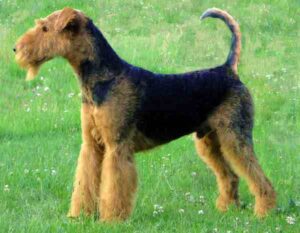 Airedale Terrier Dog: Characteristics, Origin & Lifespan