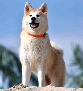 Akita Dog: Characteristics, Origin, Temperament, Lifespan