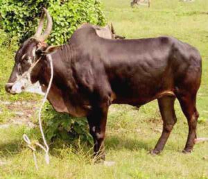 Alambadi Cattle Characteristics, Origin, Uses