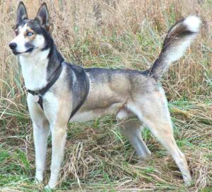 Alaskan Husky Dog: Characteristics, Origin & Lifespan