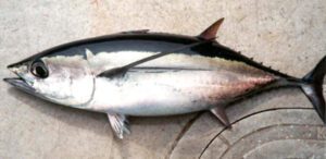 Albacore Fish Characteristics, Diet, Breeding & Uses