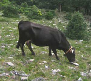 Albera Cattle Characteristics, Origin, Uses Info
