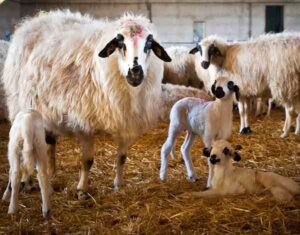 Algarve Churro Sheep Characteristics, Uses & Origin