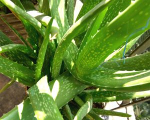 Aloe Vera Farming: How To Start This Business