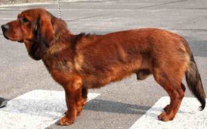 Alpine Dachsbracke Dog: Characteristics, Origin & Lifespan