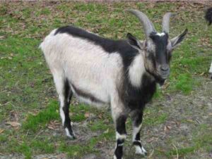 Alpine Goat: 5 Best Type For Profitable Farming