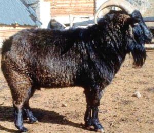 Altai Mountain Goat Characteristics, Origin, Uses