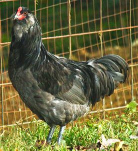 Ameraucana Chicken Farming: Best Business Starting Plan