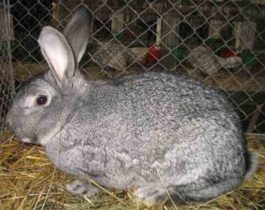 American Chinchilla Rabbit: Characteristics, Uses