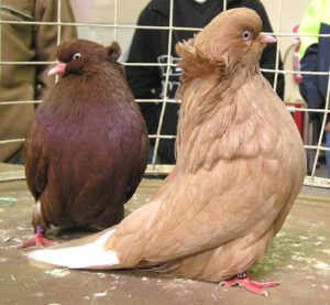 American Domestic Show Flight Pigeon Characteristics