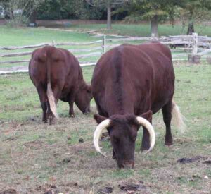 American Milking Devon Cattle Farming Business