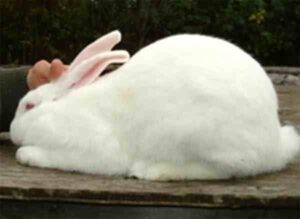 American Rabbit Characteristics, Origin, Uses