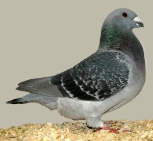 American Show Racer Pigeon Characteristics & Uses