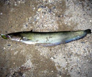 Amur Catfish Characteristics, Feeding, Breeding