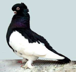 Ancient Tumbler Pigeon Characteristics, Uses & Origin