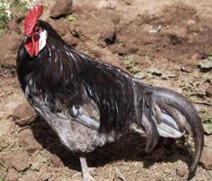 Andalusian2BChicken 1