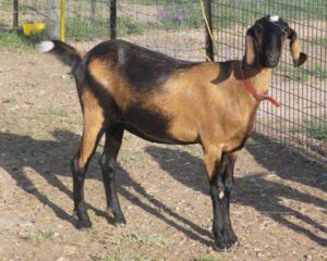 Differences Between Nubian Goat & Anglo Nubian Goat Breeds
