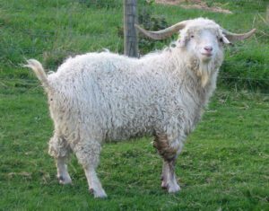 Best Guide For Grooming Angora Goats Easily