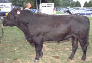 Angus Cattle: Characteristics, Facts & Best Raising Tips