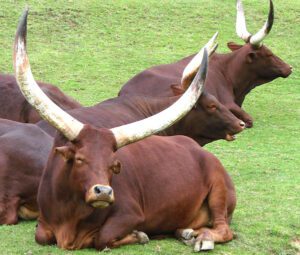 Ankole-Watusi Cattle Characteristics, Origin & Uses