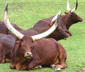 Ankole-Watusi Cattle Farming: Best Business Guide